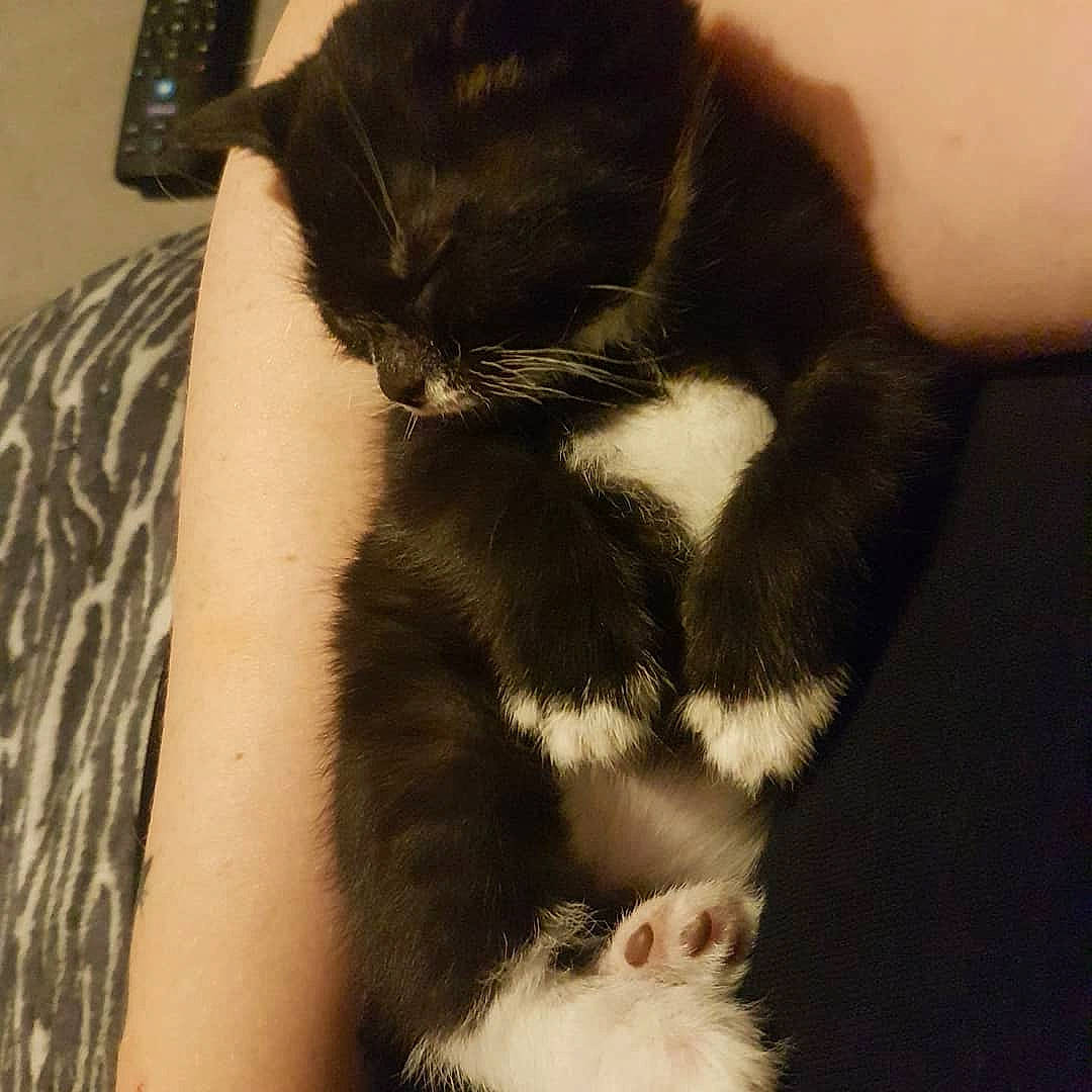 Zena joined the competition — help win amazing prizes! carnivore, cat, comfort, domestic_short_haired_cat, felidae, fur, pet_supply, skin, small_to_medium_sized_cats, snout, tail, terrestrial_animal, vertebrate, whiskers