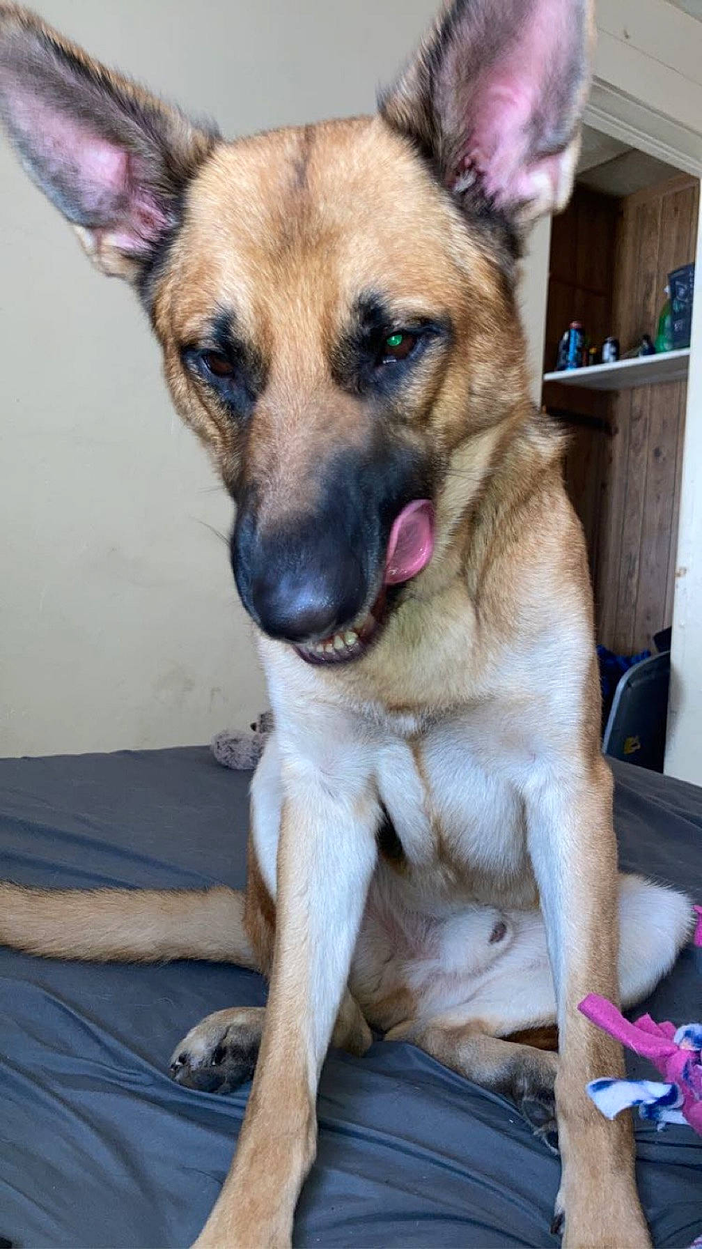 Bico is registered to the contest to win money with this photo: ancient_dog_breeds, canidae, carnivore, collar, companion_dog, dog, dog_breed, dog_collar, fawn, fur, german_shepherd_dog, guard_dog, herding_dog, jaw, puppy, snout, sporting_group, whiskers, working_animal, working_dog