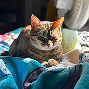 Nala joined the competition — help win amazing prizes! cat, tabby, pet, sunlight, blanket, indoor, cozy, resting, relaxation, animal, feline, fur, whiskers, ears, paw, soft, comfort, home, fan, nap