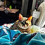 Nala is registered to the contest to win money with this photo: cat, tabby, pet, animal, indoor, blanket, sunlight, cozy, resting, ears, fur, cute, relaxed, home, furniture, colorful, soft, comfort, portrait, domestic