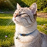 Ethan a rejoint le concours — aidez-le/la à gagner de superbes lots ! animal, bell, cat, close_up, collar, cute, daylight, ears, feline, fur, grass, greenery, nature, outdoor, pet, portrait, purple_flowers, relaxed, sunlight, whiskers