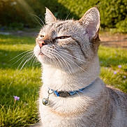 Ethan a rejoint le concours — aidez-le/la à gagner de superbes lots ! animal, bell, cat, closeup, collar, cute, daylight, feline, flower, garden, grass, greenery, nature, outdoor, pet, portrait, relaxed, sunbeam, sunlight, whiskers