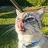animal, bell, cat, closeup, collar, cute, daytime, ears, feline, fur, grass, greenery, licking, nature, outdoor, pet, portrait, sunlight, tongue, whiskers
