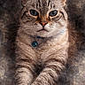 Ethan participe au concours pour gagner de l'argent avec cette photo : animal, artistic, background, bell, blue_eyes, cat, close_up, collar, domestic_cat, feline, fur, indoor, muzzle, paws, pet, portrait, sitting, striped, texture, whiskers