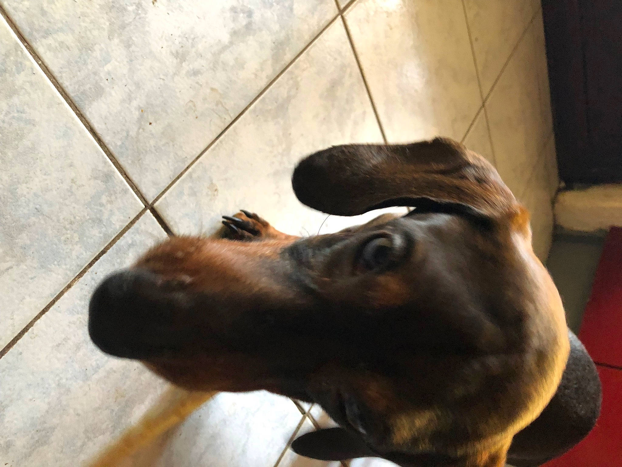 Samy a rejoint le concours — aidez-le/la à gagner de superbes lots ! canidae, carnivore, companion_dog, dog, dog_breed, ear, fawn, flooring, fur, guard_dog, hardwood, jaw, liver, paw, pet_supply, snout, sporting_group, whiskers, wood, working_animal