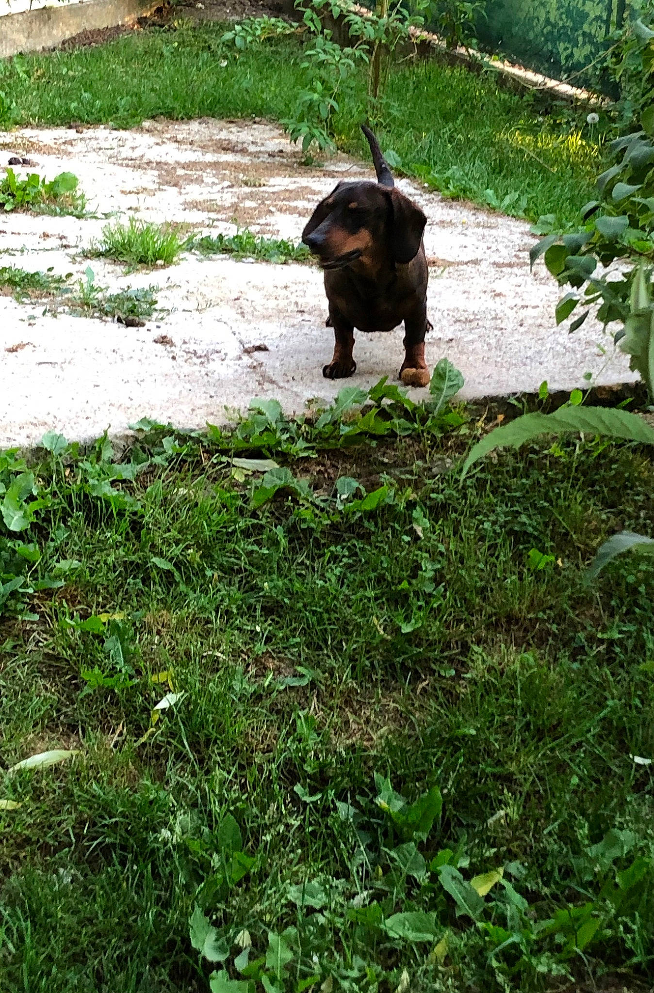 Samy participe au concours pour gagner de l'argent avec cette photo : bull, canidae, carnivore, dog_breed, fawn, grass, grassland, groundcover, landscape, liver, pasture, plant, shrub, soil, sporting_group, tail, terrestrial_animal, terrestrial_plant, wildlife, working_animal