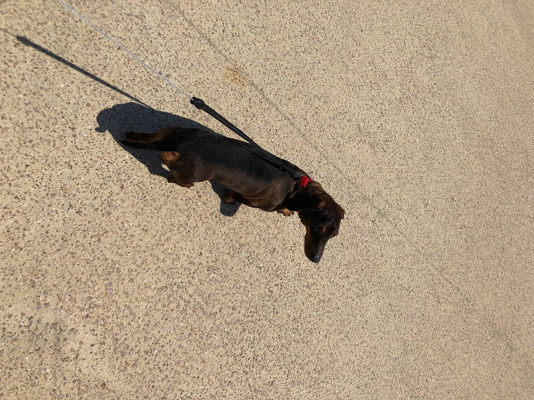 Samy participe au concours pour gagner de l'argent avec cette photo : asphalt, canidae, carnivore, collar, dog, dog_breed, fashion_accessory, fawn, landscape, leash, road_surface, sand, snout, soil, sporting_group, tail, terrestrial_animal, tints_and_shades, wood, working_animal