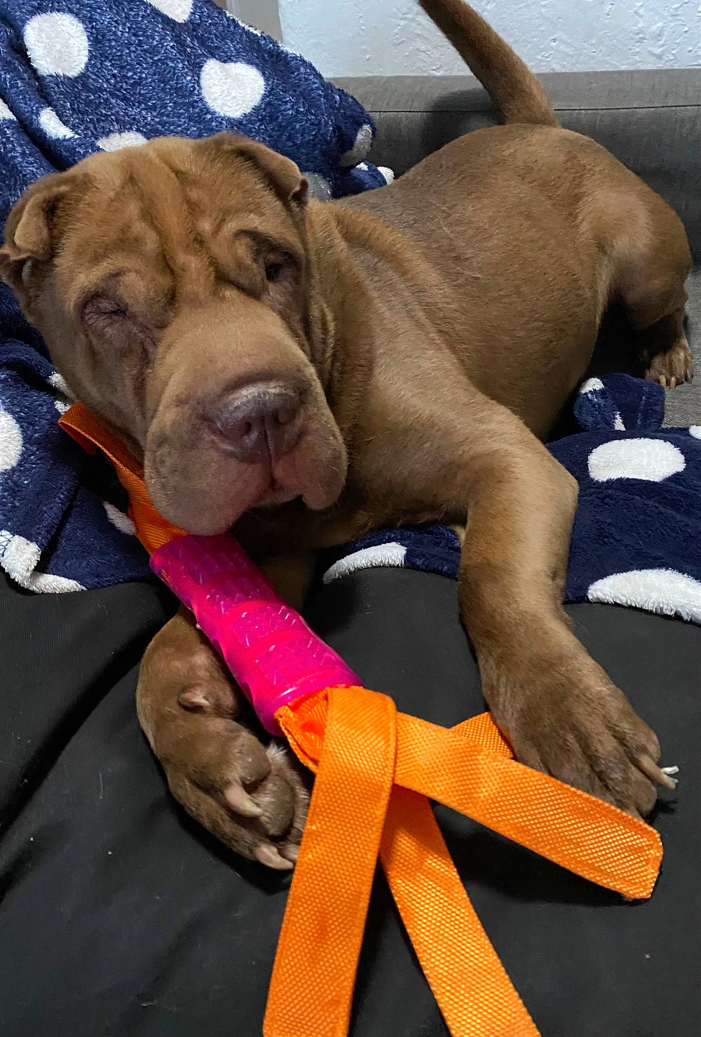 Tyson a rejoint le concours — aidez-le/la à gagner de superbes lots ! canidae, carnivore, collar, comfort, companion_dog, dog, dog_breed, dog_collar, dog_supply, fashion_accessory, fawn, fur, guard_dog, leash, liver, pet_supply, snout, sporting_group, working_animal, wrinkle