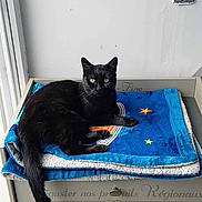 Gaby a rejoint le concours — aidez-le/la à gagner de superbes lots ! animal, black_cat, blanket, blue_blanket, cabinet, cat, domestic_animal, french_text, fur, furniture, gray_cabinet, indoor, pet, planet_design, resting, stars, tail, white_wall, window, yellow_eyes