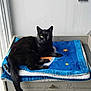 animal, black_cat, blanket, blue_blanket, cabinet, cat, domestic_animal, french_text, fur, furniture, gray_cabinet, indoor, pet, planet_design, resting, stars, tail, white_wall, window, yellow_eyes