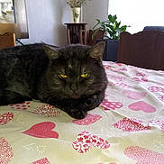 Bibi a rejoint le concours — aidez-le/la à gagner de superbes lots ! cat, table, tablecloth, heart_pattern, indoor, plant, chair, furniture, gray_cat, yellow_eyes, relaxed, pet, domestic_cat, cozy, living_room, fluffy, resting, cute, animal, home