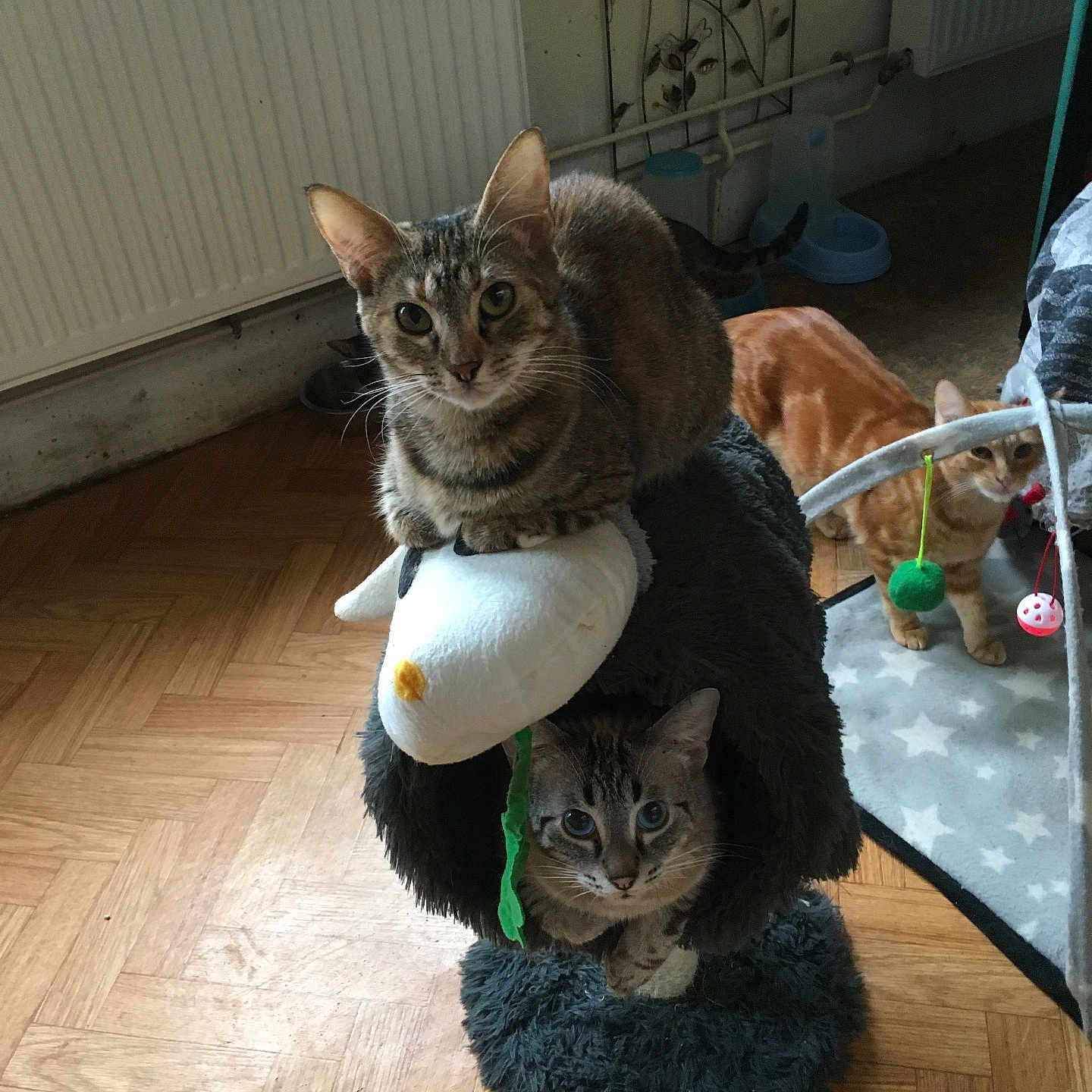 Ursula a rejoint le concours — aidez-le/la à gagner de superbes lots ! abyssinian, animal, architecture, building, canine, cat, couch, dog, furniture, hardwood, hound, indoors, kitten, livingroom, manx, person, pet, plywood, room, wood