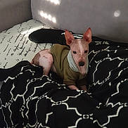 Gaston a rejoint le concours — aidez-le/la à gagner de superbes lots ! dog, small_dog, hairless_dog, green_hoodie, blanket, patterned_blanket, indoor, couch, soft_light, shadow, pet, cozy, resting, ears, spotted_skin, comfort, fabric, furniture, relaxing, animal