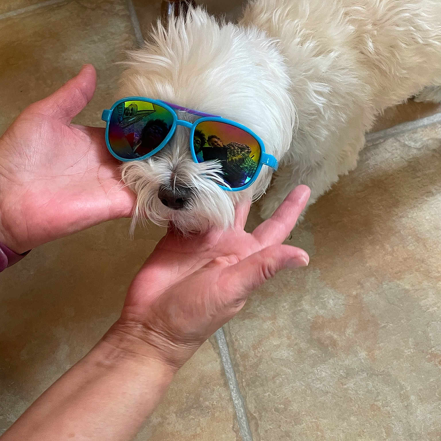 Liiy joined the competition — help win amazing prizes! carnivore, circle, companion_dog, dog, dog_breed, dog_supply, electric_blue, eyewear, fashion_accessory, fawn, finger, fur, goggles, nail, personal_protective_equipment, snout, sunglasses, toy_dog, vision_care, whiskers