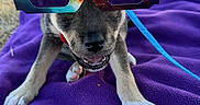 Shelby participe au concours pour gagner de l'argent avec cette photo : puppy, dog, 3d_glasses, purple_blanket, bone_treat, outdoor, grass, leash, playful, cute, pet, animal, canine, happy, summer, sunlight, fun, snack, toy, chewing