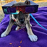 puppy, dog, 3d_glasses, purple_blanket, bone_treat, outdoor, grass, leash, playful, cute, pet, animal, canine, happy, summer, sunlight, fun, snack, toy, chewing