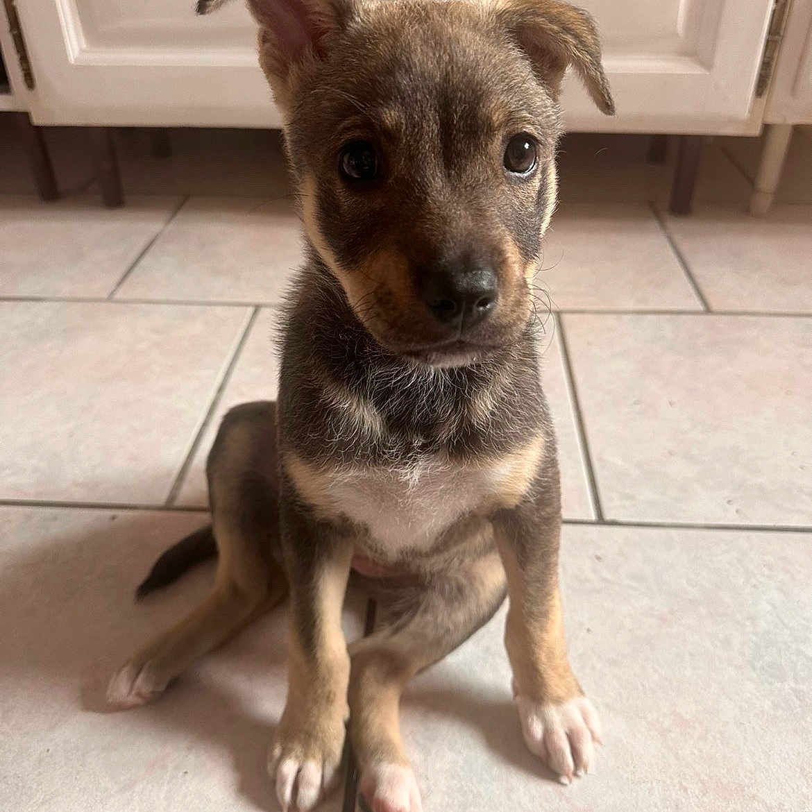 Shelby participe au concours pour gagner de l'argent avec cette photo : puppy, dog, pet, animal, indoor, floor, tile, cute, young, small, ears, fur, brown, white, cabinet, curious, sitting, looking, adorable, portrait