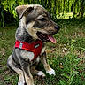 Shelby participe au concours pour gagner de l'argent avec cette photo : puppy, dog, red_harness, grass, greenery, outdoor, tongue_out, sitting, young_dog, nature, leafy_background, pet, canine, cute, animal, fur, playful, summer, closeup, happy