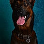 dog, german_shepherd, pet, animal, tongue_out, portrait, brown_coat, black_coat, collar, studio, blue_background, ears_up, happy, canine, closeup, alert, domestic_animal, mammal, friendly, photography