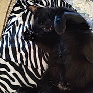 Buddy joined the competition — help win amazing prizes! black_cat, cat, pet, blanket, zebra_pattern, quilt, couch, indoor, relaxed, sleeping, feline, fur, paw, claw, cozy, resting, animal, domestic_animal, cute, home