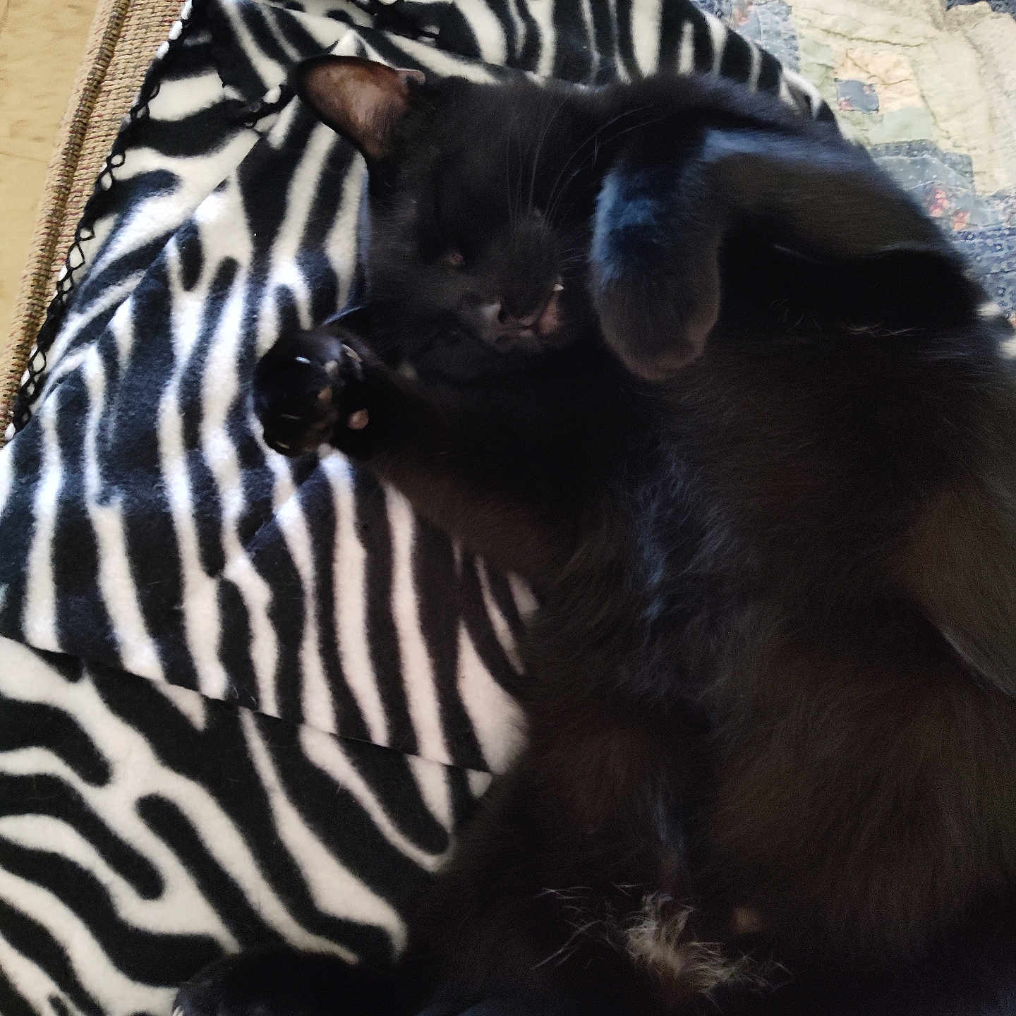 Buddy joined the competition — help win amazing prizes! animal, black_cat, blanket, cat, claw, couch, cozy, cute, domestic_animal, feline, fur, home, indoor, paw, pet, quilt, relaxed, resting, sleeping, zebra_pattern