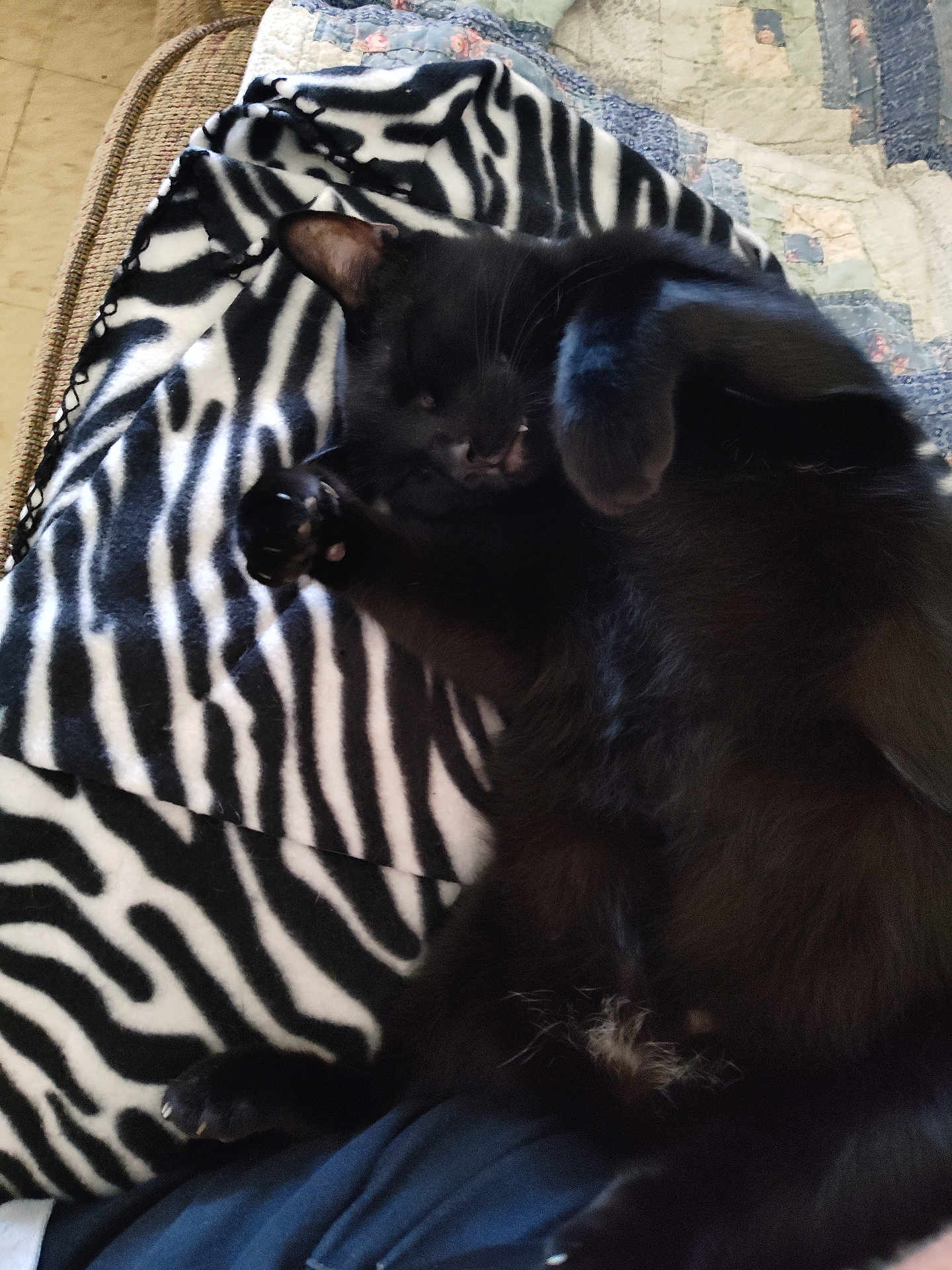 Buddy joined the competition — help win amazing prizes! black_cat, cat, pet, blanket, zebra_pattern, quilt, couch, indoor, relaxed, sleeping, feline, fur, paw, claw, cozy, resting, animal, domestic_animal, cute, home