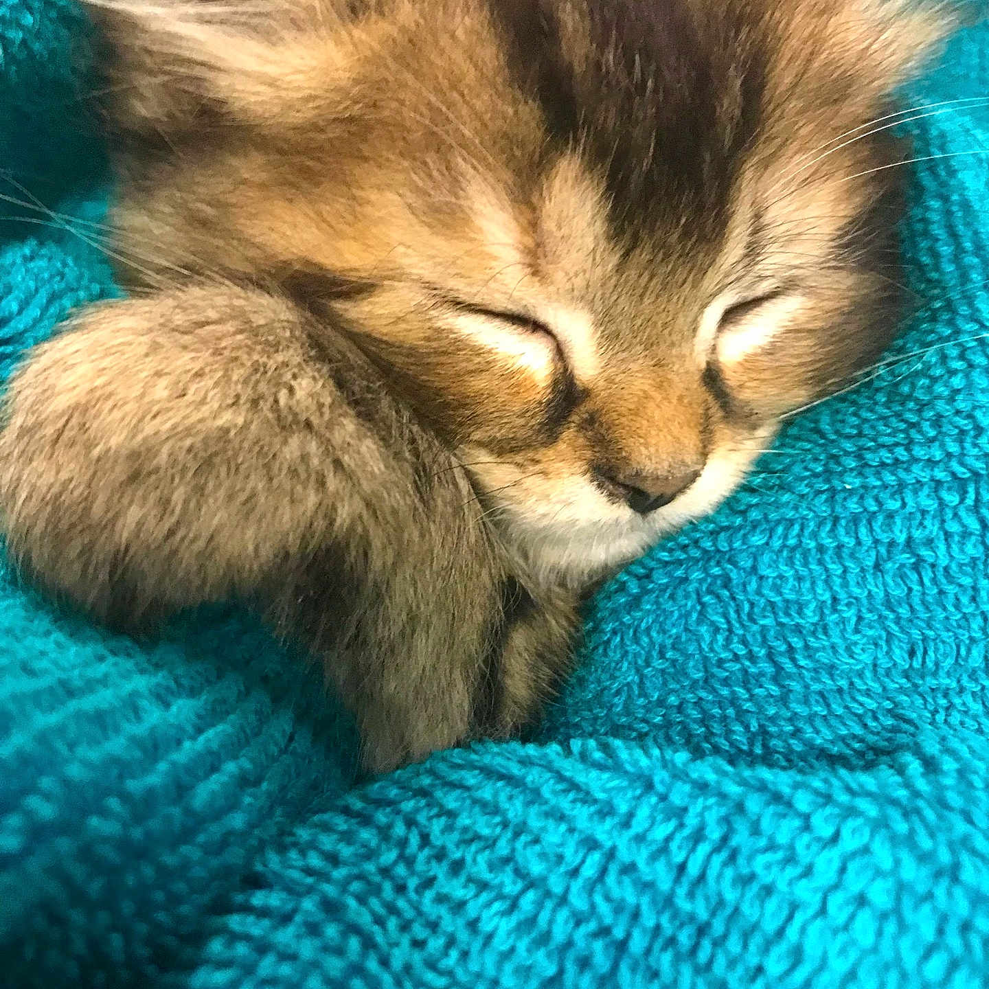Purdita Shea joined the competition — help win amazing prizes! abyssinian, angora, animal, blanket, cat, kitten, manx, panther, person, pet, quilt, sleeping