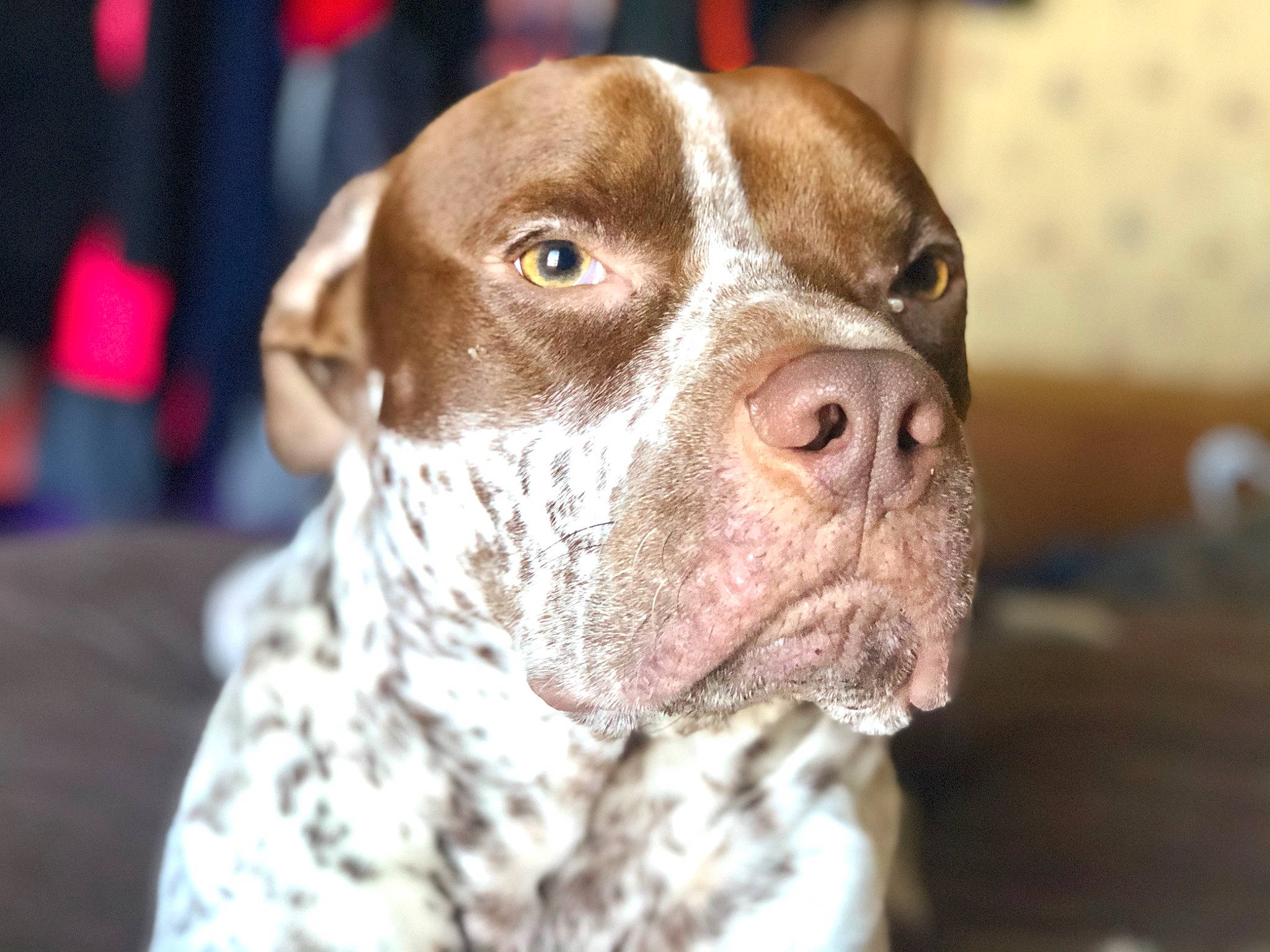 Parker joined the competition — help win amazing prizes! american_pit_bull_terrier, braque_du_bourbonnais, braque_francais, canidae, carnivore, catahoula_bulldog, dog, dog_breed, fawn, german_shorthaired_pointer, hunting_dog, mammal, non_sporting_group, pachon_navarro, pit_bull, pointer, rare_breed_dog, snout, sporting_group, vertebrate