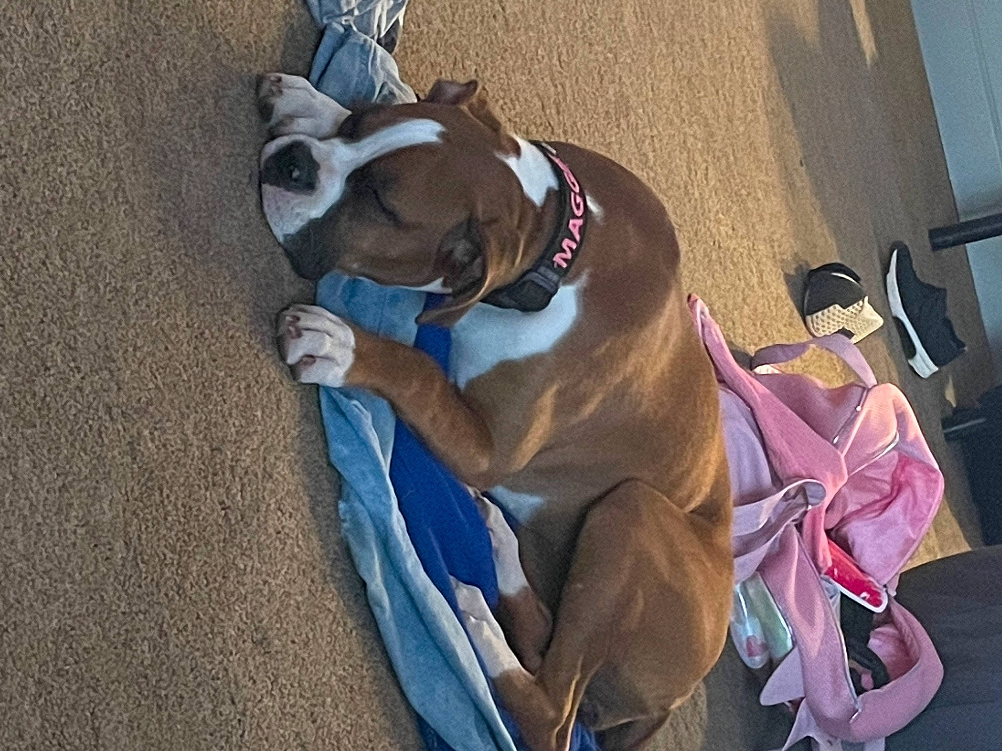 Maggie joined the competition — help win amazing prizes! art, canidae, carnivore, collar, companion_dog, dog, dog_breed, dog_collar, dog_supply, eyewear, fashion_accessory, fawn, hat, horse_tack, leash, pack_animal, pet_supply, snout, tail, working_animal