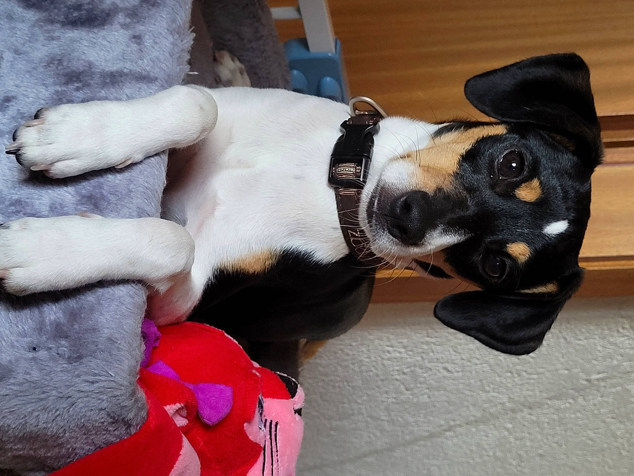 Gaïa a rejoint le concours — aidez-le/la à gagner de superbes lots ! canidae, carmine, carnivore, collar, comfort, companion_dog, dog, dog_breed, dog_collar, dog_supply, fawn, fur, leash, non_sporting_group, paw, pet_supply, snout, sporting_group, tail, working_animal