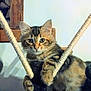 Kéhops participe au concours pour gagner de l'argent avec cette photo : cat, kitten, tabby, rope, scratching_post, climbing, pet, animal, feline, fur, whiskers, ears, paw, indoor, curious, cute, playful, young, claw, household