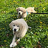 animal, chewing, cute, dog, flowers, fluffy, golden_retriever, grass, greenery, leash, nature, outdoor, pet, playful, puppy, relaxed, spring, sunlight, yellow_flowers, young
