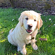 Nala participe au concours pour gagner de l'argent avec cette photo : puppy, dog, golden_retriever, grass, outdoor, sunlight, pet, cute, animal, nature, leaf, garden, young_dog, fluffy, collar, tongue_out, sitting, happy, greenery, wall