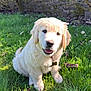 puppy, dog, golden_retriever, grass, outdoor, sunlight, pet, cute, animal, nature, leaf, garden, young_dog, fluffy, collar, tongue_out, sitting, happy, greenery, wall