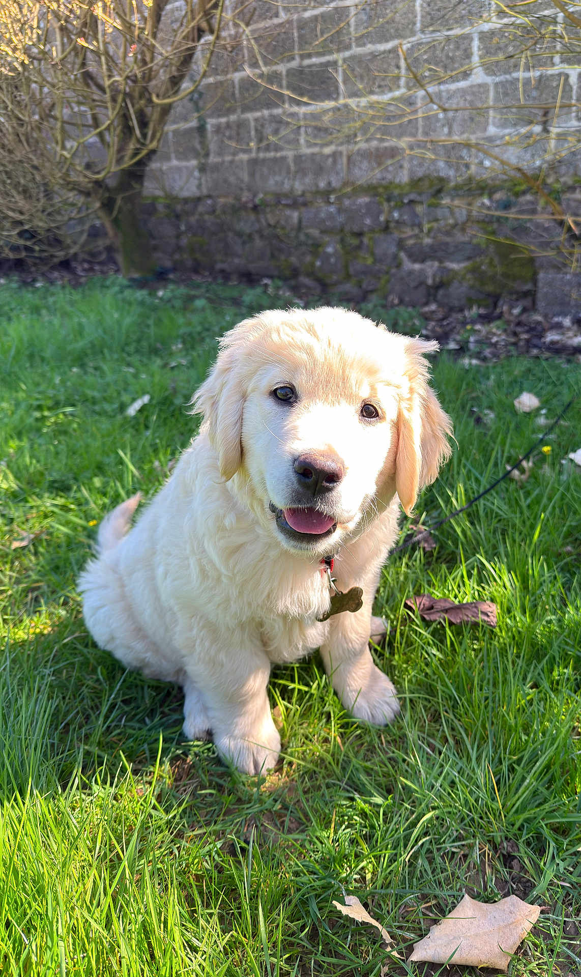 Nala participe au concours pour gagner de l'argent avec cette photo : puppy, dog, golden_retriever, grass, outdoor, sunlight, pet, cute, animal, nature, leaf, garden, young_dog, fluffy, collar, tongue_out, sitting, happy, greenery, wall