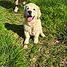 canine, dog, golden_retriever, grass, greenery, happy, leash, nature, outdoor, person, pet, playful, puppy, shadow, shorts, sneakers, summer, sunlight, tongue_out, young_dog