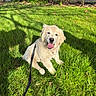 animal, canine, cute, daylight, dog, golden_retriever, grass, greenery, happy, leash, nature, outdoor, pet, playful, puppy, sitting, smiling, sunlight, tongue_out, young_dog