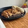 animal, companion, cozy, cute, dog, domestic_animal, friendship, fur, golden_retriever, home, household, indoor, laying_down, pet_bed, puppy, relaxing, resting, sleeping, toy, wooden_floor