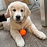 animal, collar, concrete, cute, dog, domestic, floor, fur, golden_retriever, hand, indoor, laying_down, looking_at_camera, orange, paw, pet, puppy, stick, toy, young