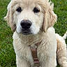adorable, animal, canine, collar, cute, dog, fluffy, friendly, fur, golden_retriever, grass, harness, mammal, nature, outdoor, pet, portrait, puppy, sitting, young