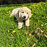 animal, canine, cute, daylight, dog, field, flowers, golden_retriever, grass, greenery, mammal, nature, outdoor, pet, playful, puppy, summer, sunlight, yellow_flowers, young_dog