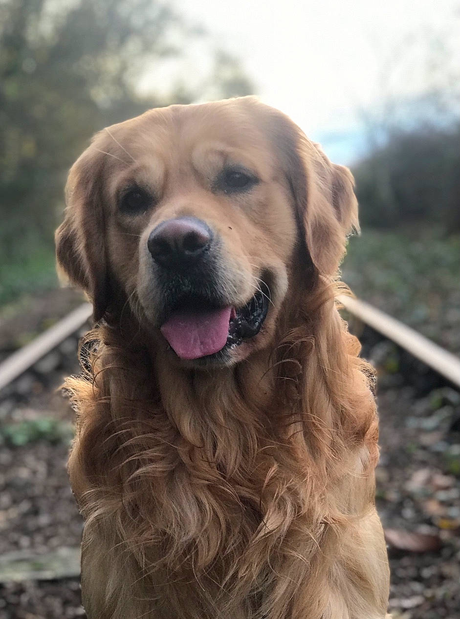 Noël participe au concours pour gagner de l'argent avec cette photo : canidae, carnivore, cloud, companion_dog, dog, dog_breed, fawn, fur, grass, gun_dog, plant, retriever, sky, snout, sporting_group, terrestrial_animal, tree, whiskers, working_animal, working_dog