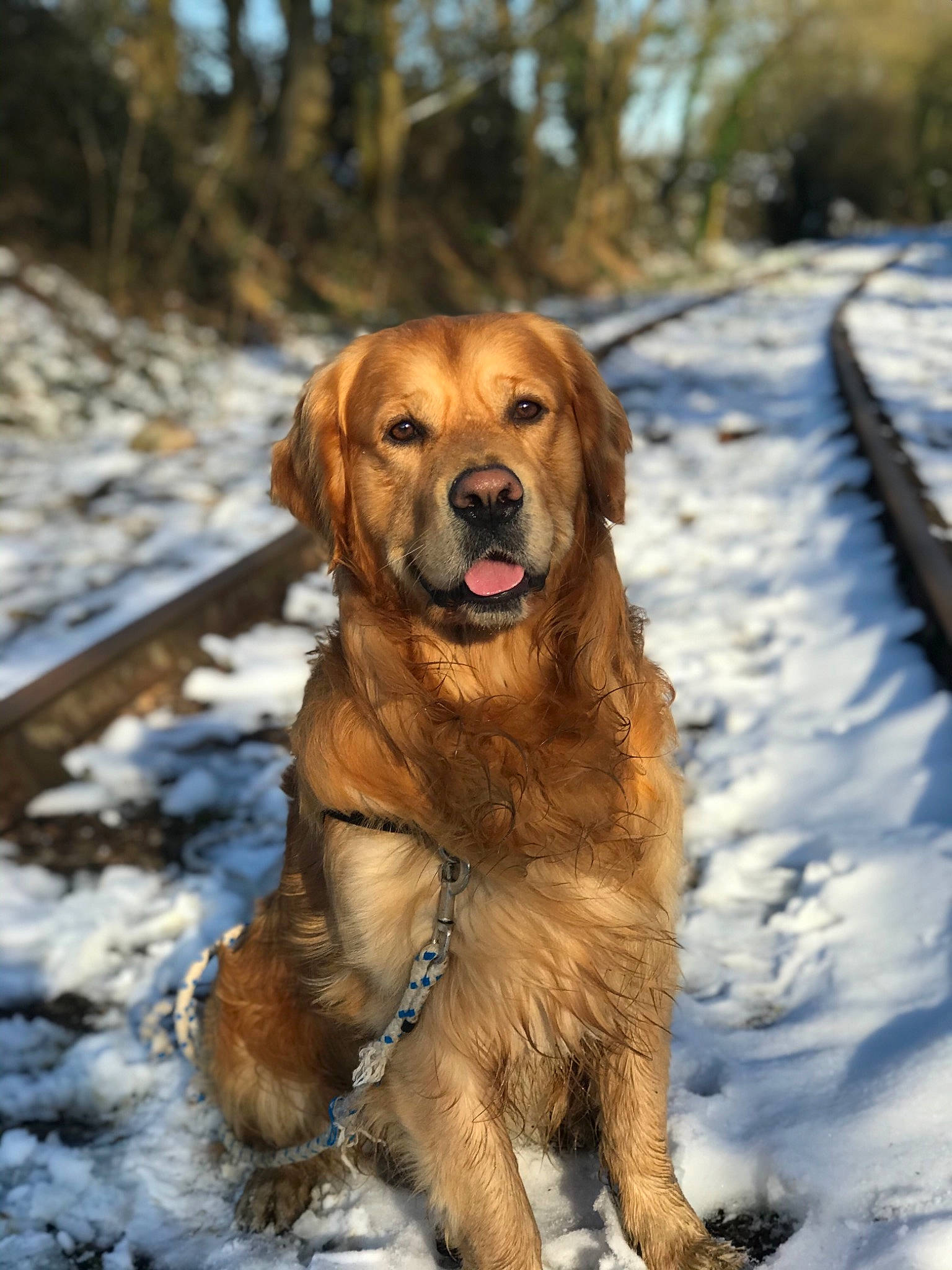 Noël participe au concours pour gagner de l'argent avec cette photo : canidae, carnivore, collar, companion_dog, dog, dog_breed, dog_hiking, fawn, freezing, fur, gun_dog, plant, retriever, snout, snow, sporting_group, tree, walking, winter, wood
