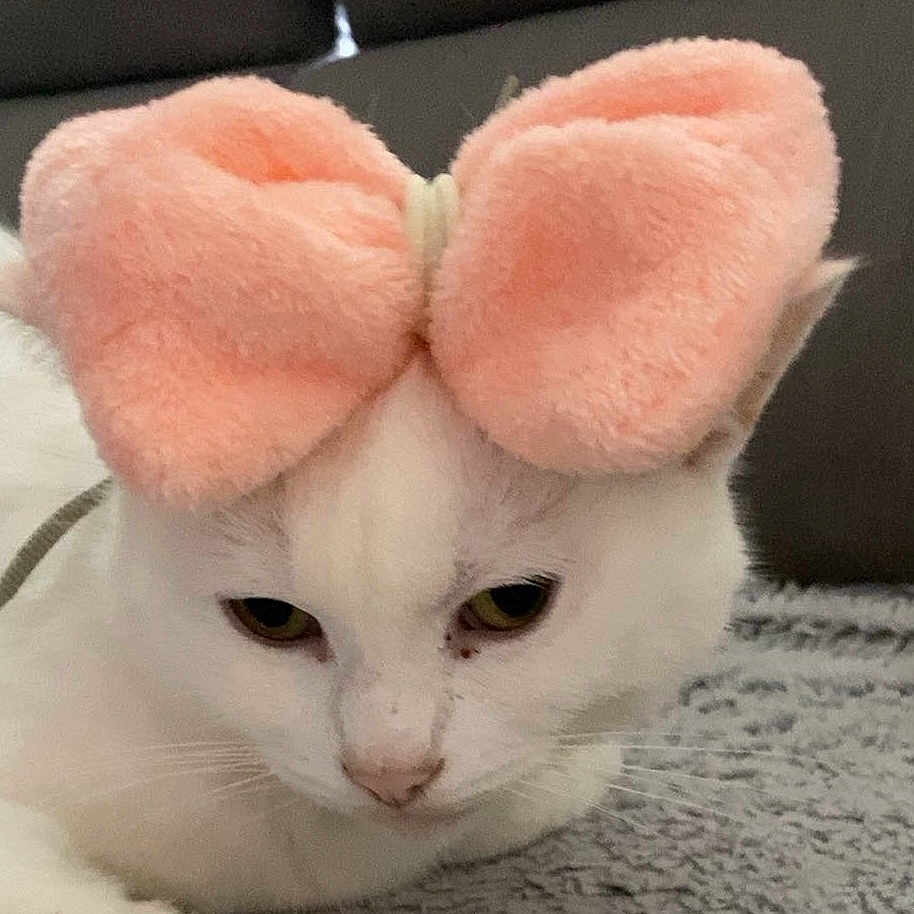 Neige participe au concours pour gagner de l'argent avec cette photo : animal, bow, cat, closeup, cute, domestic_cat, ears, face, feline, fluffy, fur, indoor, looking_down, pet, pink_bow, resting, sleepy, soft_texture, whiskers, white_cat