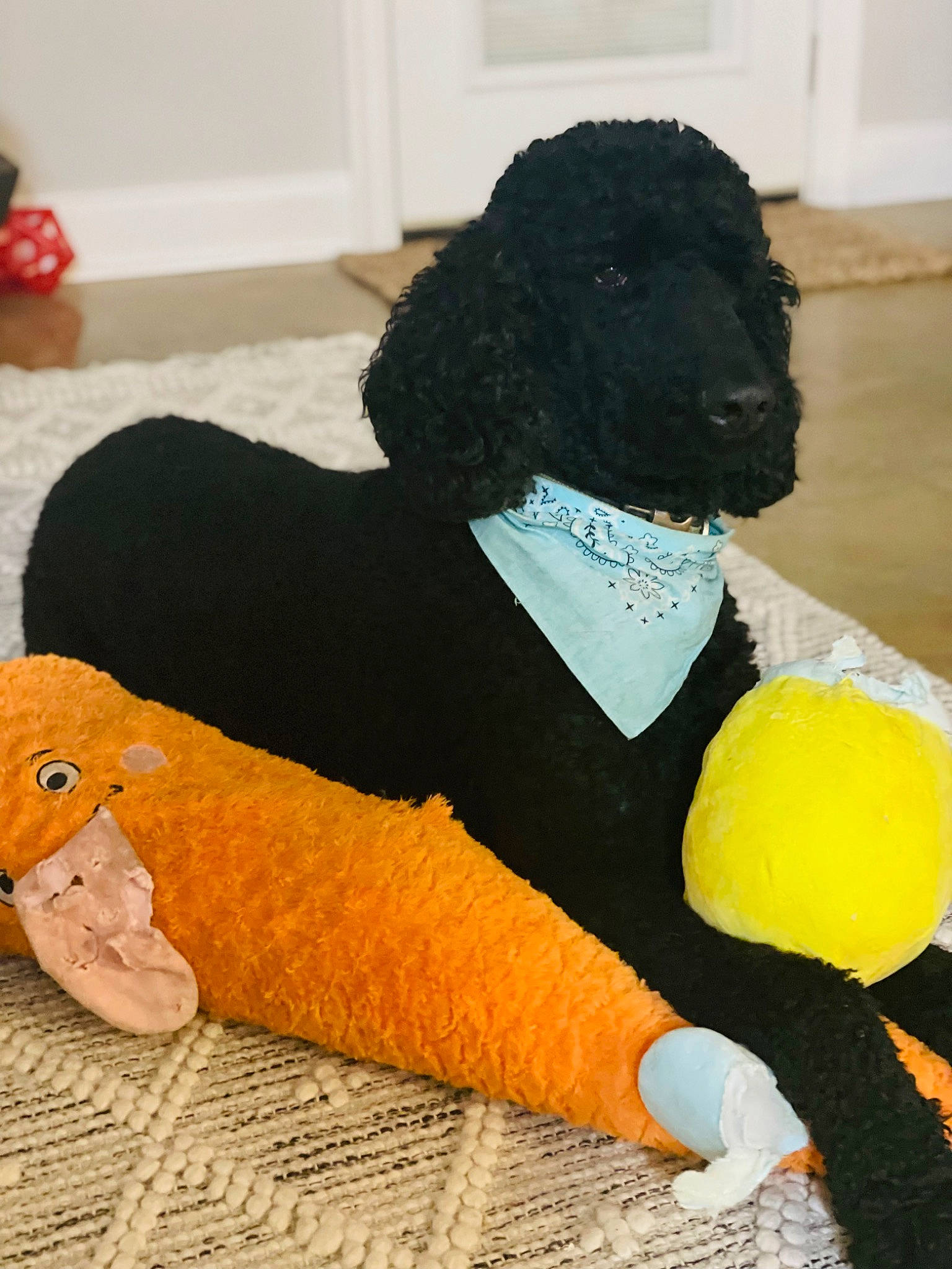 Kingston joined the competition — help win amazing prizes! afro, art, costume, flooring, fun, fur, hairstyle, headgear, human_leg, jheri_curl, linens, plush, ringlet, room, rug, sitting, stuffed_toy, toy, water_dog, wig
