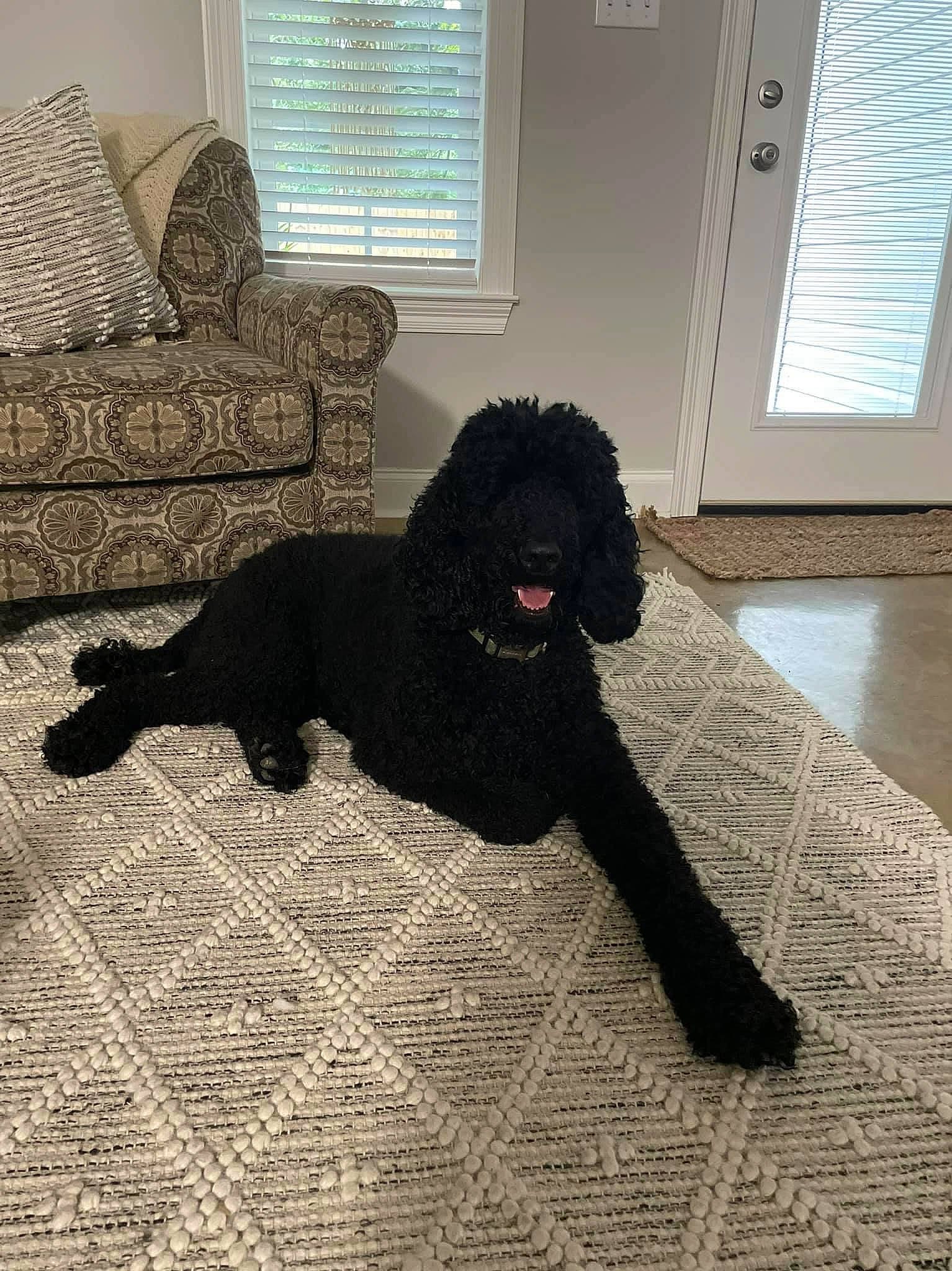 Kingston is registered to the contest to win money with this photo: carnivore, comfort, companion_dog, couch, dog, dog_breed, door, floor, flooring, fur, hardwood, liver, poodle, room, sporting_group, standard_poodle, tail, water_dog, wood, working_animal