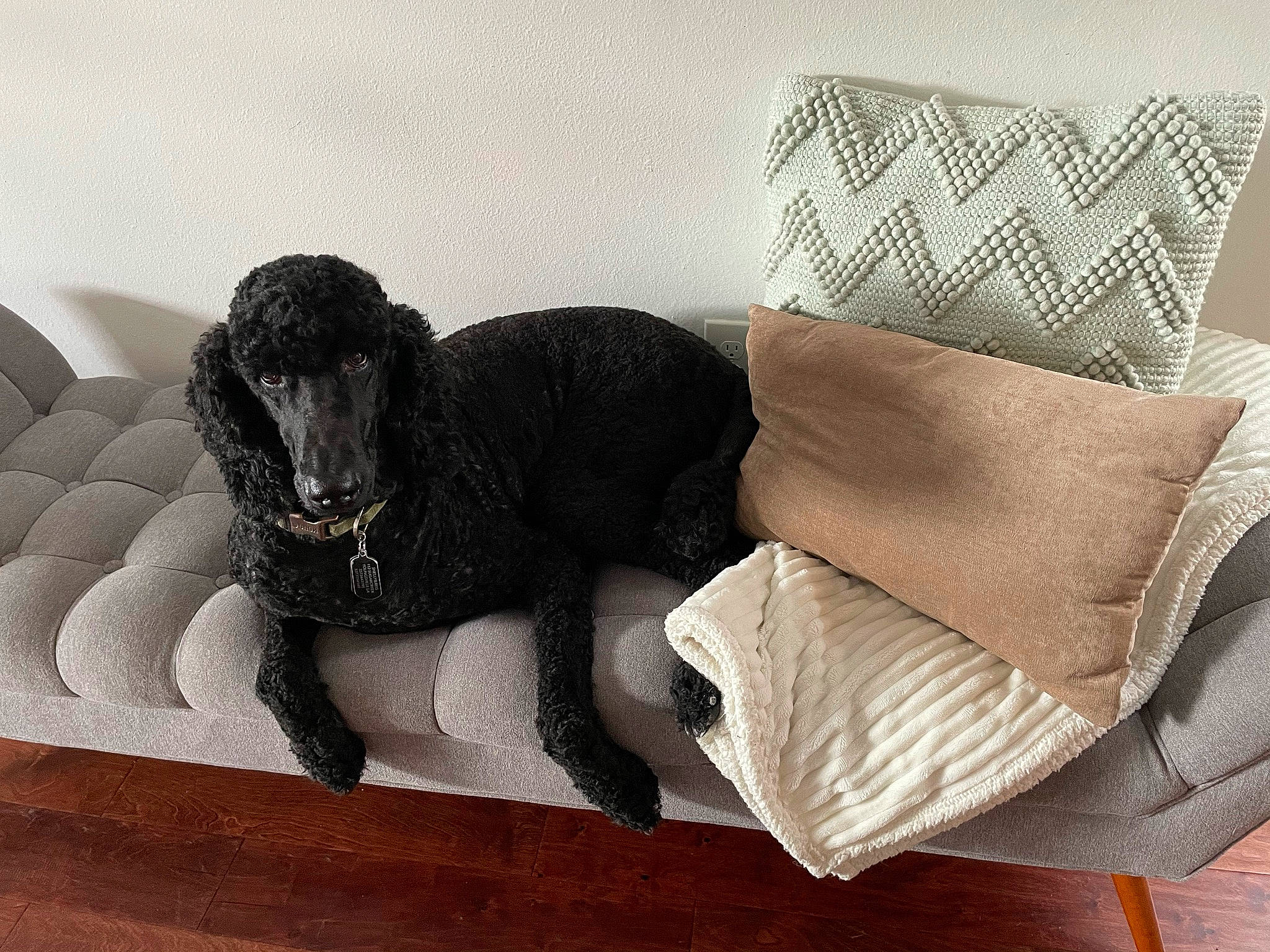 Kingston is registered to the contest to win money with this photo: comfort, companion_dog, couch, flooring, foot, hardwood, human_leg, linens, pattern, pillow, rectangle, room, sofa_bed, studio_couch, tail, terrestrial_animal, throw_pillow, toy, wood, working_animal