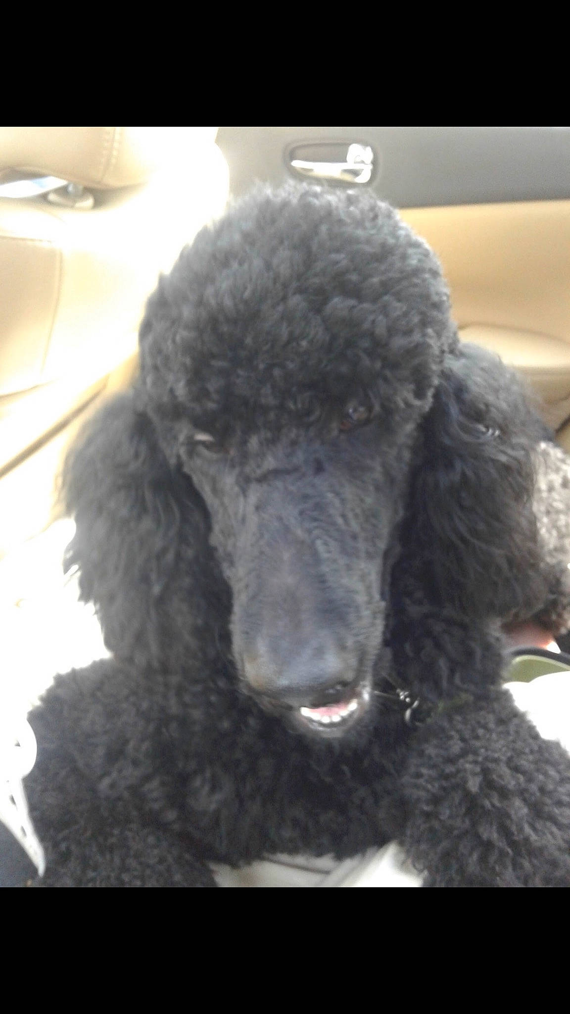 Kingston is registered to the contest to win money with this photo: canidae, carnivore, companion_dog, dog, dog_breed, ear, fur, lace_wig, liver, non_sporting_group, poodle, snout, sporting_group, standard_poodle, terrestrial_animal, toy_dog, water_dog, working_animal