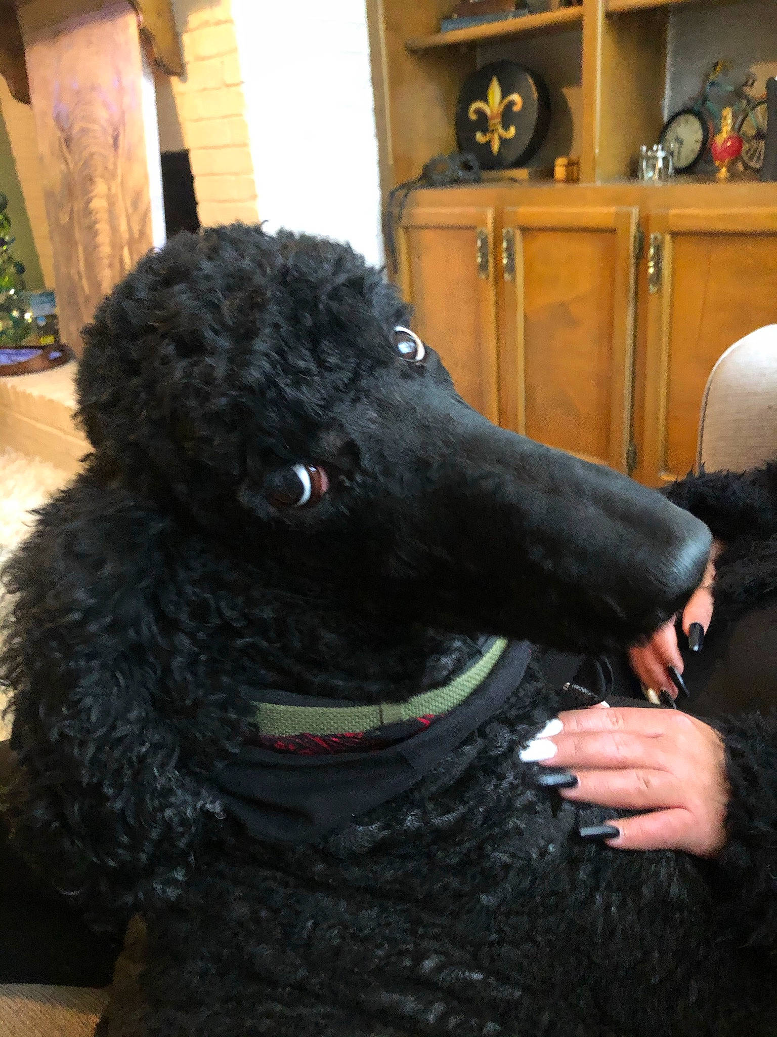 Kingston is registered to the contest to win money with this photo: canidae, carnivore, collar, companion_dog, dog, dog_breed, dog_collar, fur, gesture, giant_dog_breed, leash, poodle, shelf, snout, sporting_group, standard_poodle, terrier, toy_dog, water_dog, working_animal