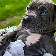 Ryder is registered to the contest to win money with this photo: puppy, dog, blue_eyes, gray_fur, close_up, portrait, cute, young_animal, pet, outdoor, grass, white_cloth, snout, fur_texture, animal_face, looking_away, soft_light, baby_dog, adorable, resting